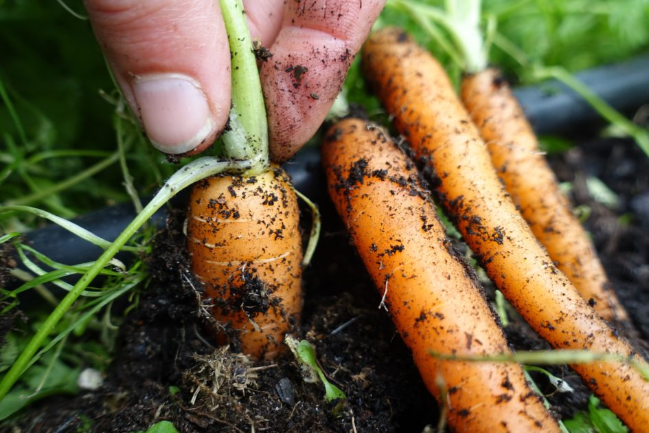 When should I start harvesting carrots? – Sara's Kitchen Garden