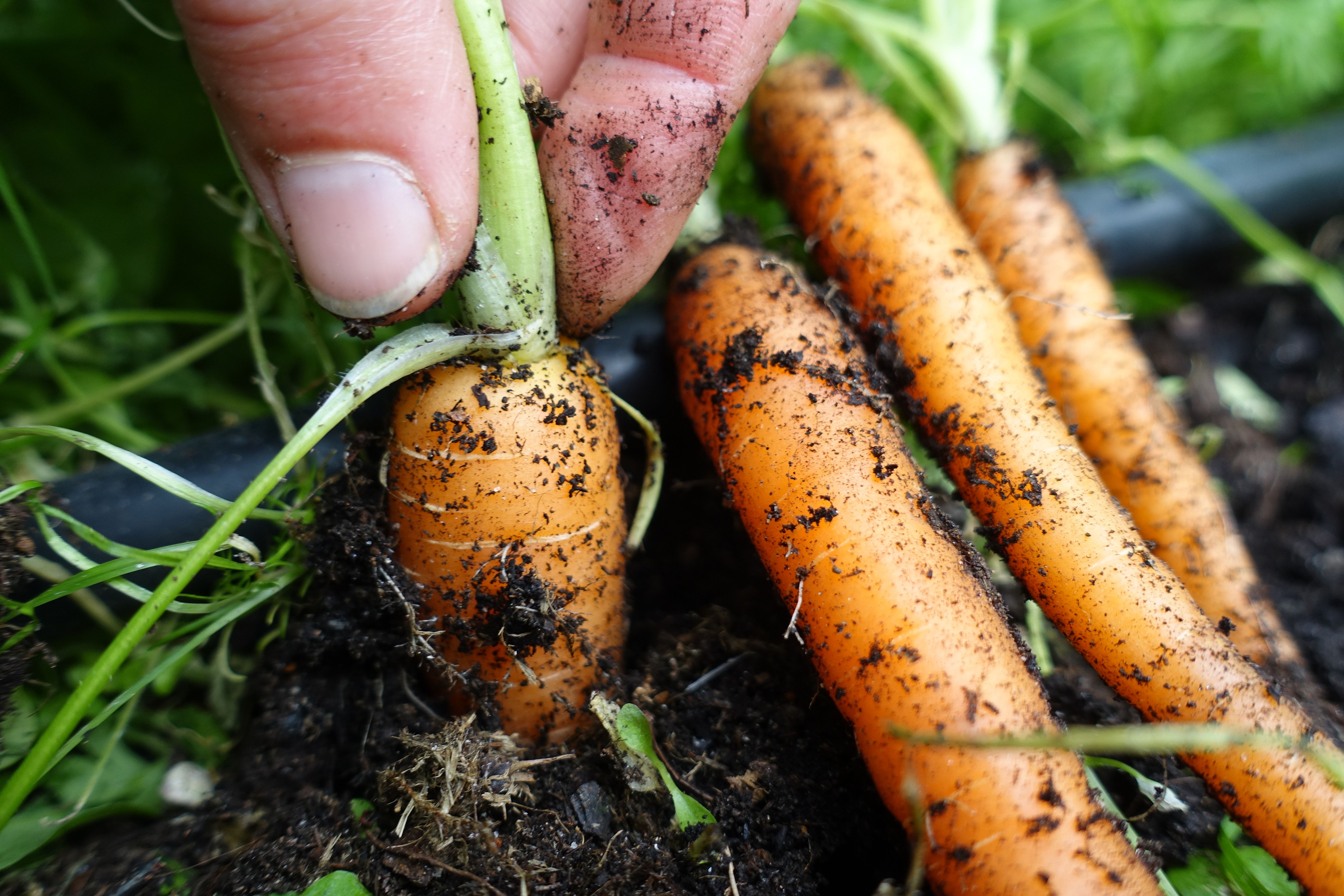 En hand drar upp en liten morot ur jorden. Harvesting carrots, pulling a small carrot from the ground. 