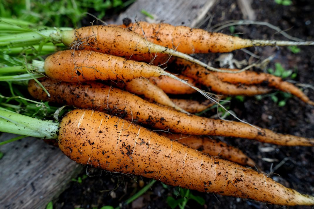 Ett knippe med nyskördade orangea morötter.