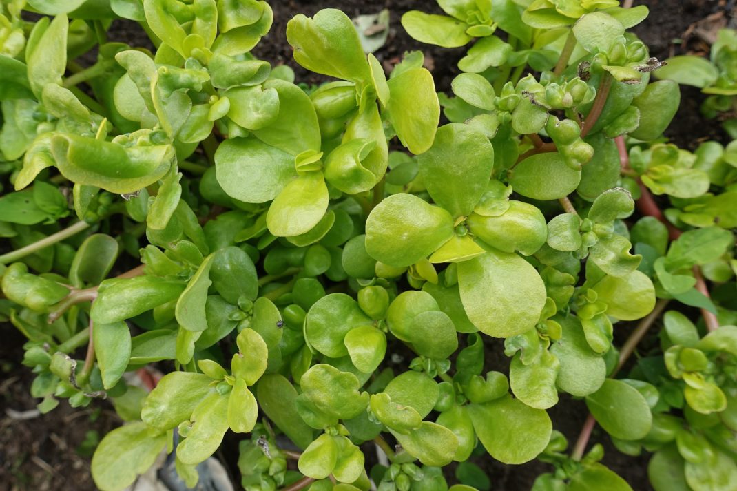 En vacker knubbig grön planta med blanka blad. Favorite vegetables, green plant with smooth leaves.