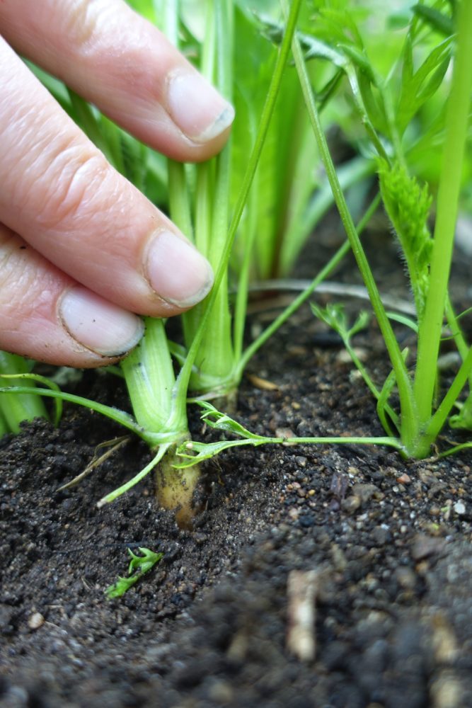 When should I start harvesting carrots? Sara's Kitchen Garden