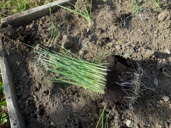 Ett knippe med purjolök i små plantor ligger på jorden.