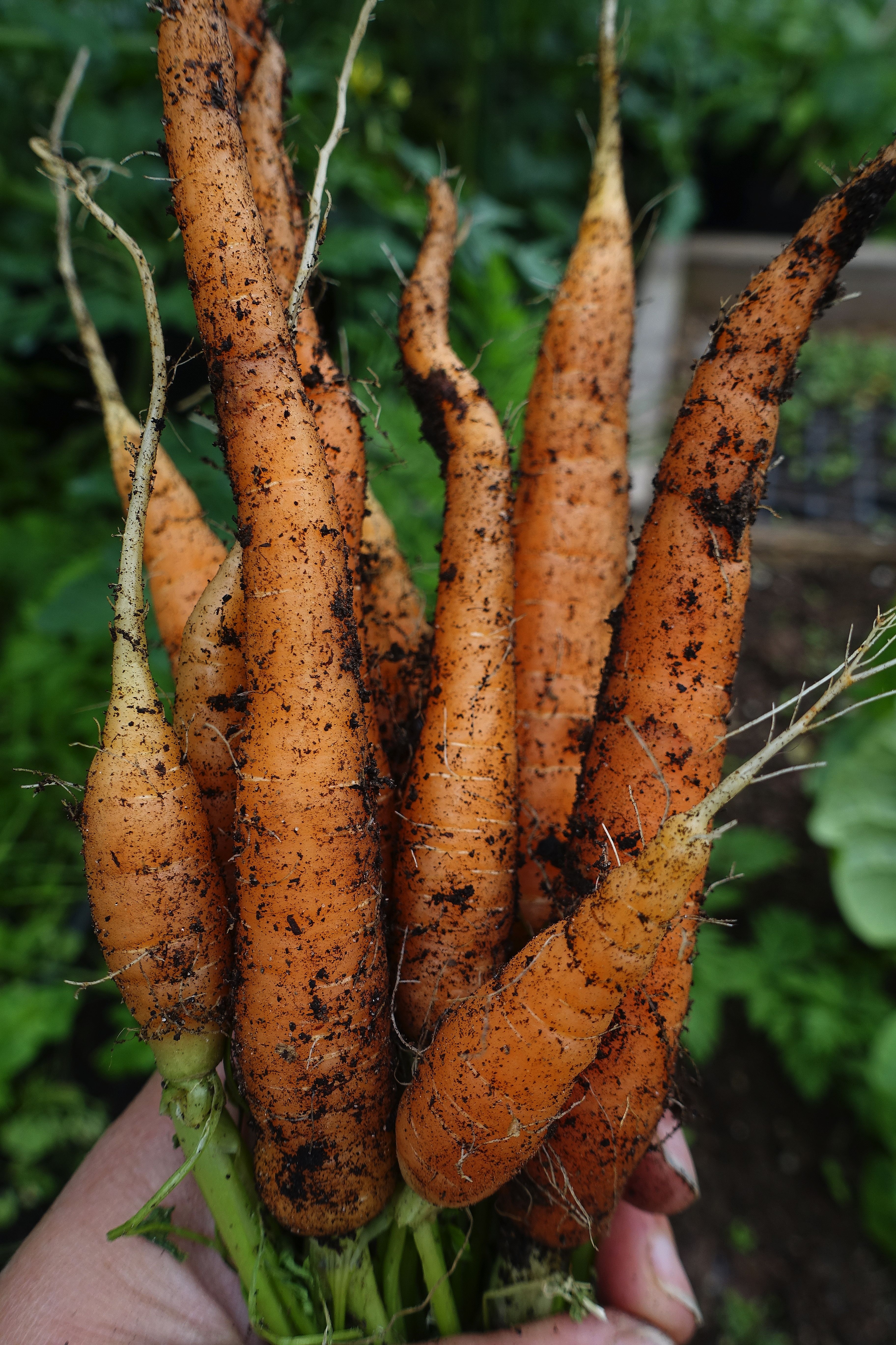En hand håller ett fint knippe med morötter. Harvesting carrots: A hand holding a bunch of carrots. 