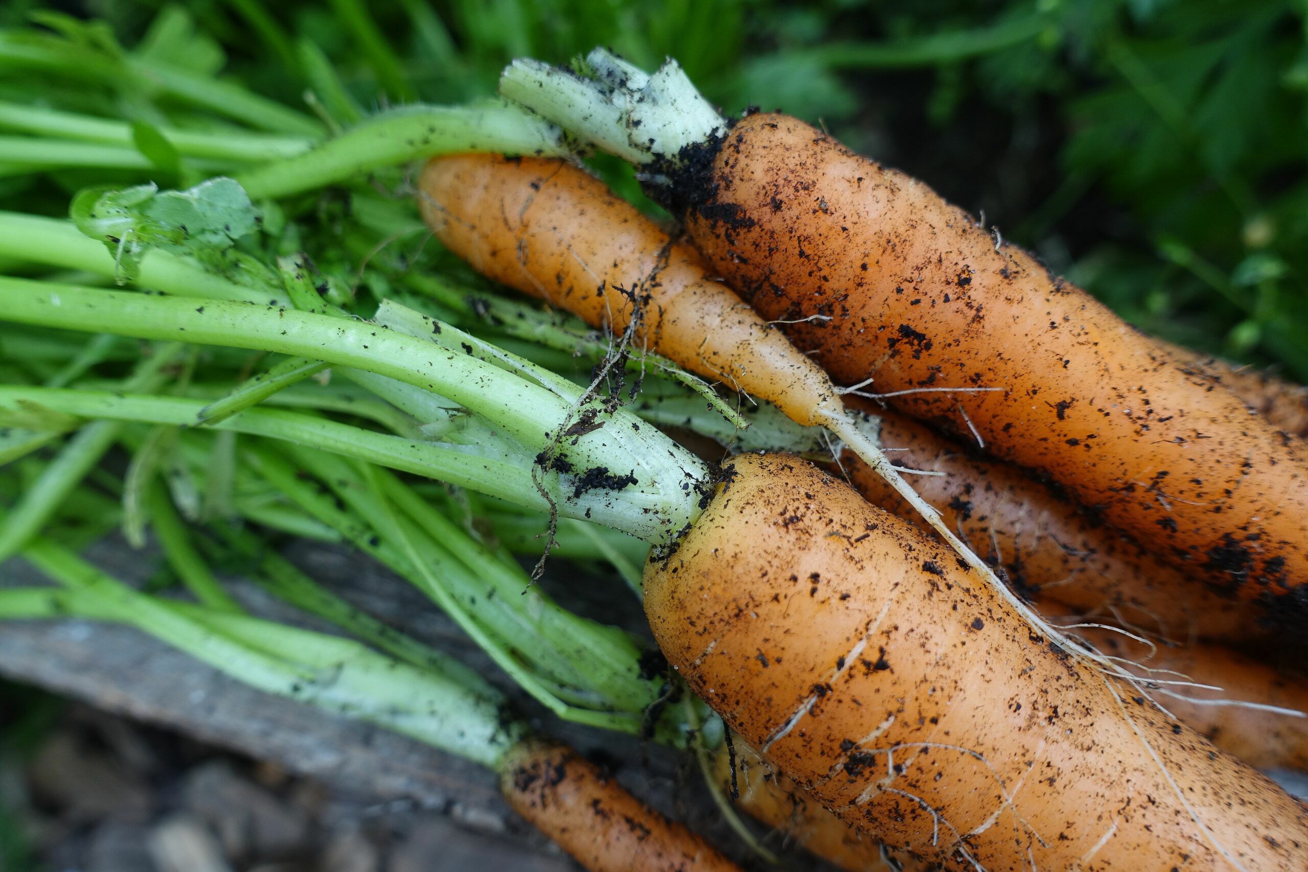 skillnadens_carrots_morotsblast Sara Bäckmo