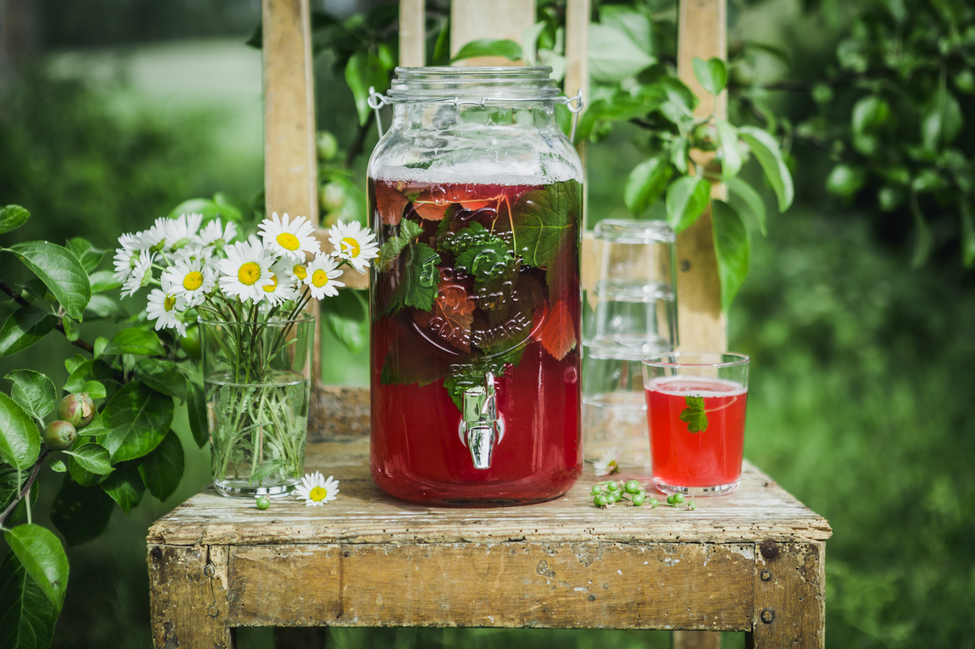 Homemade blackcurrant leaf juice Sara's Kitchen Garden