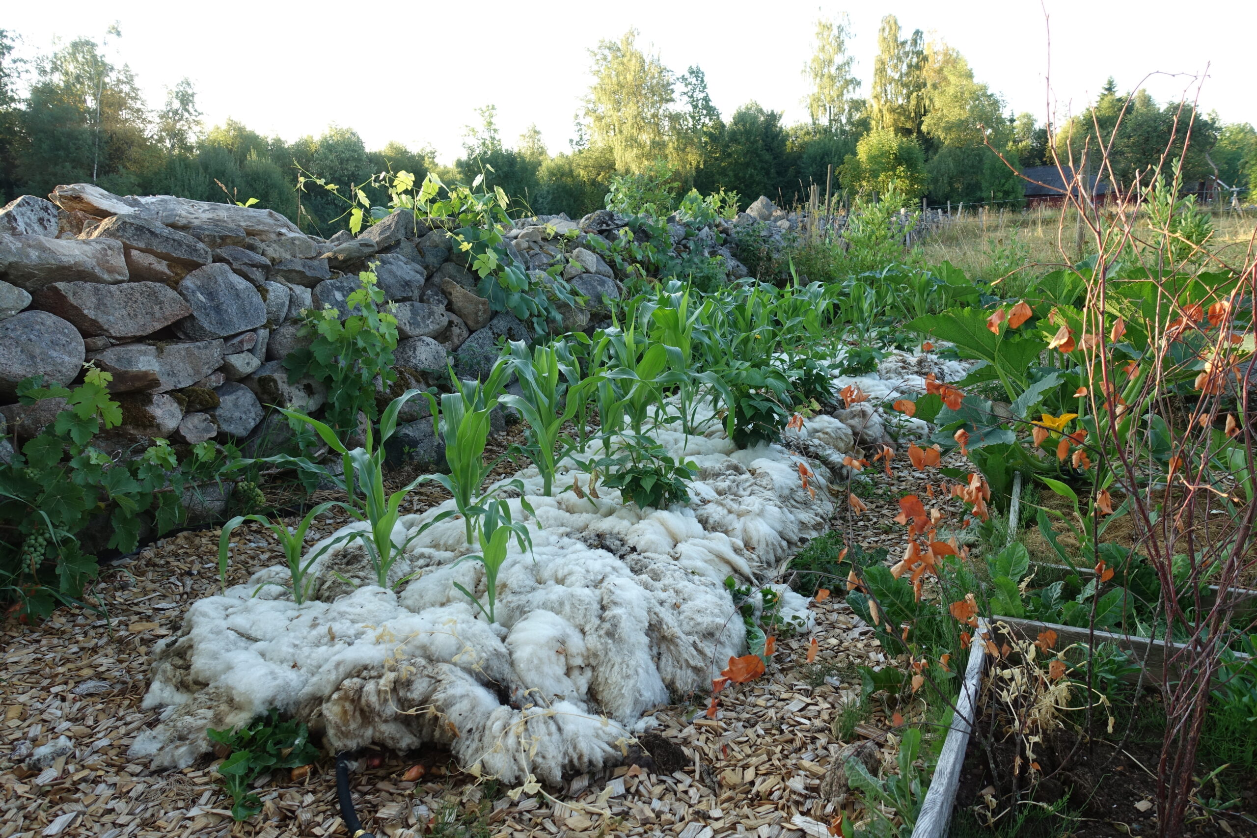 Image of Wool mulch in a garden bed
