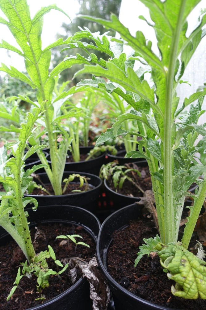 Overwintering artichokes in pots Sara's Kitchen Garden
