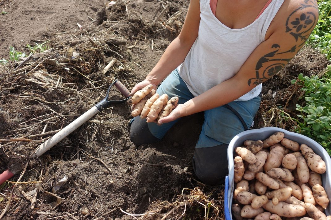 Sara's growing potatoes in her garden.