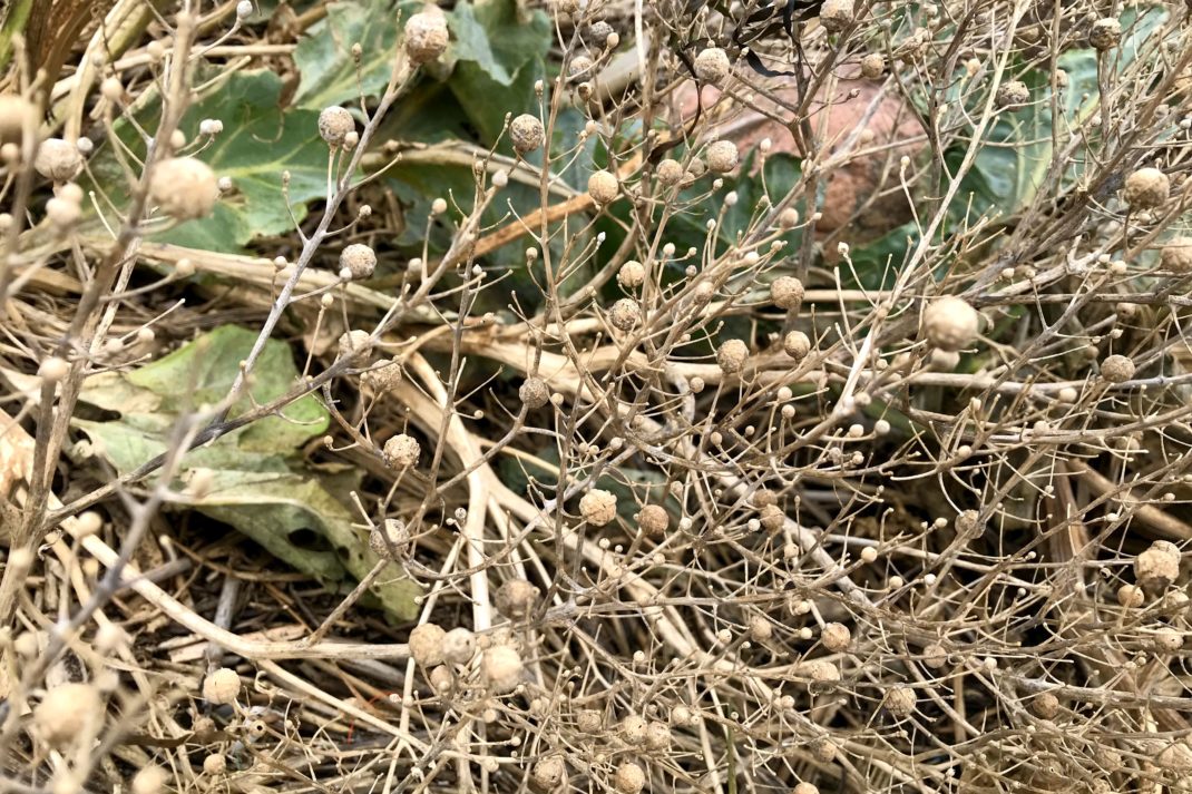 Collecting and sowing sea kale seeds Sara's Kitchen Garden