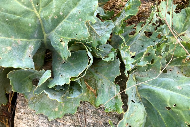 Collecting and sowing sea kale seeds Sara's Kitchen Garden