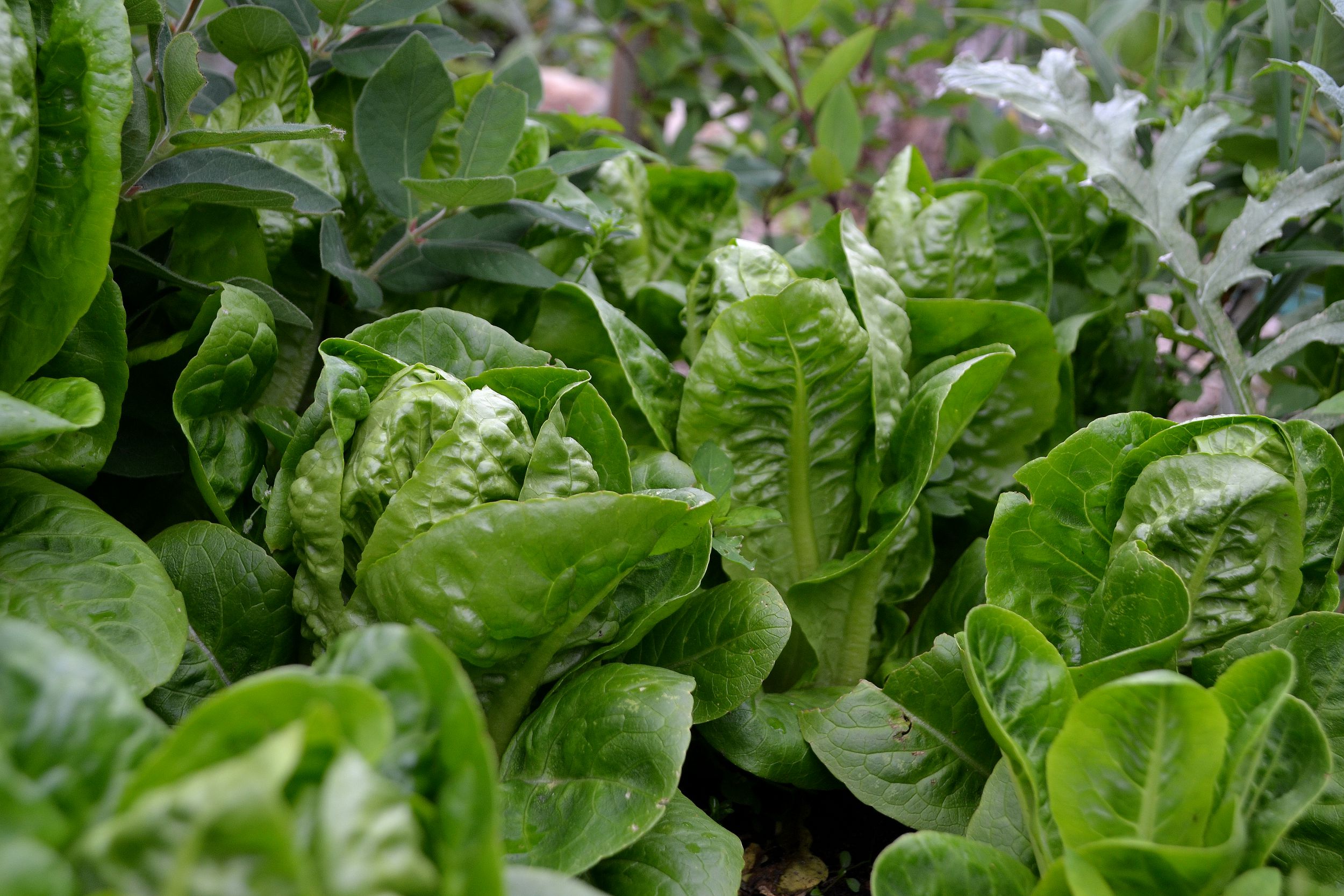 My Favorite Lettuce Sara Bäckmo My Favorite Lettuce Sara Bäckmo