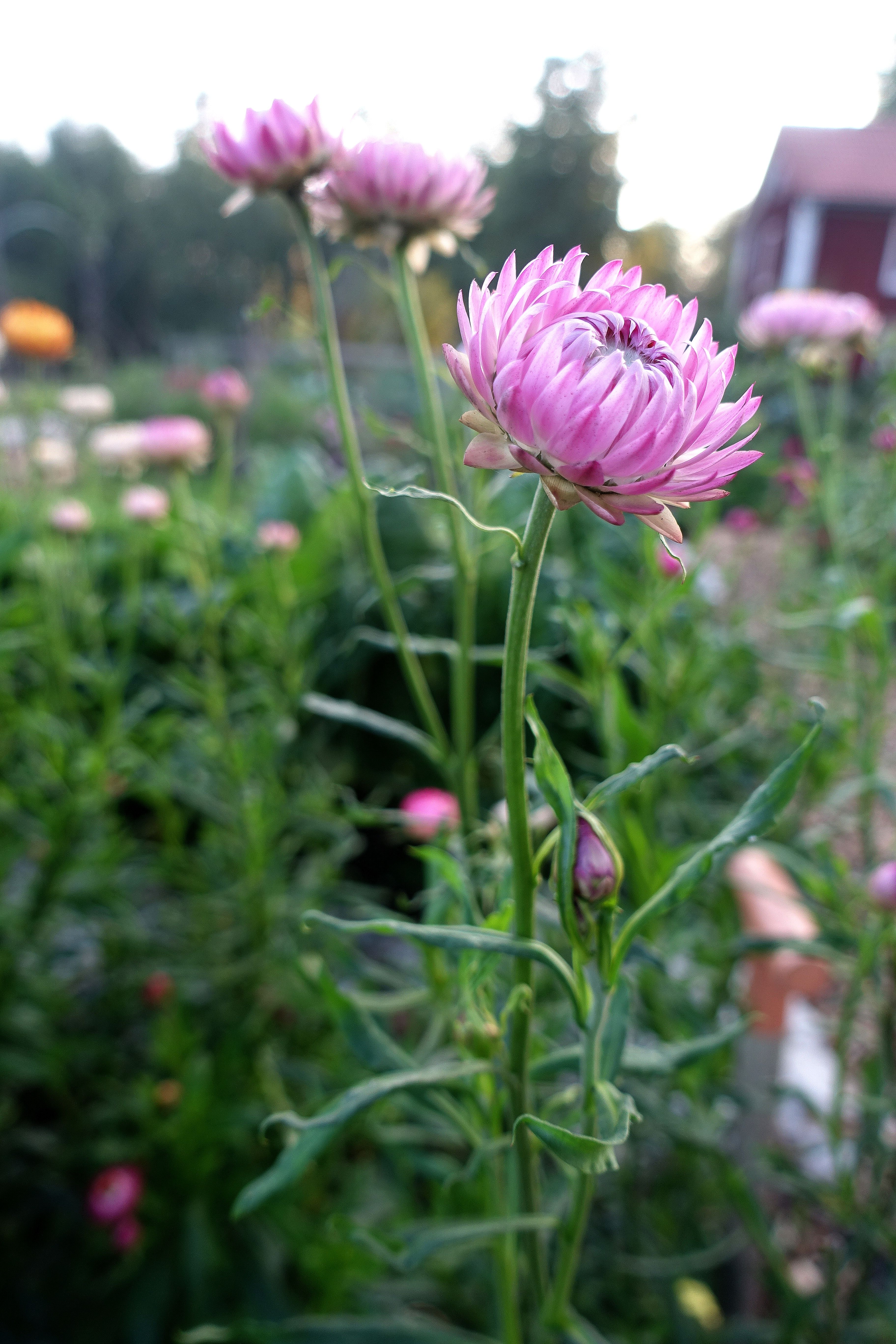 Decorating your home with everlasting flowers Sara�s Decorating your home with everlasting flowers Sara�s
