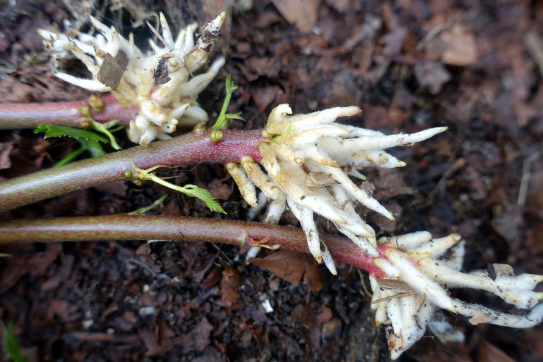 Propagating blackberries with tip layering Sara's Kitchen Garden