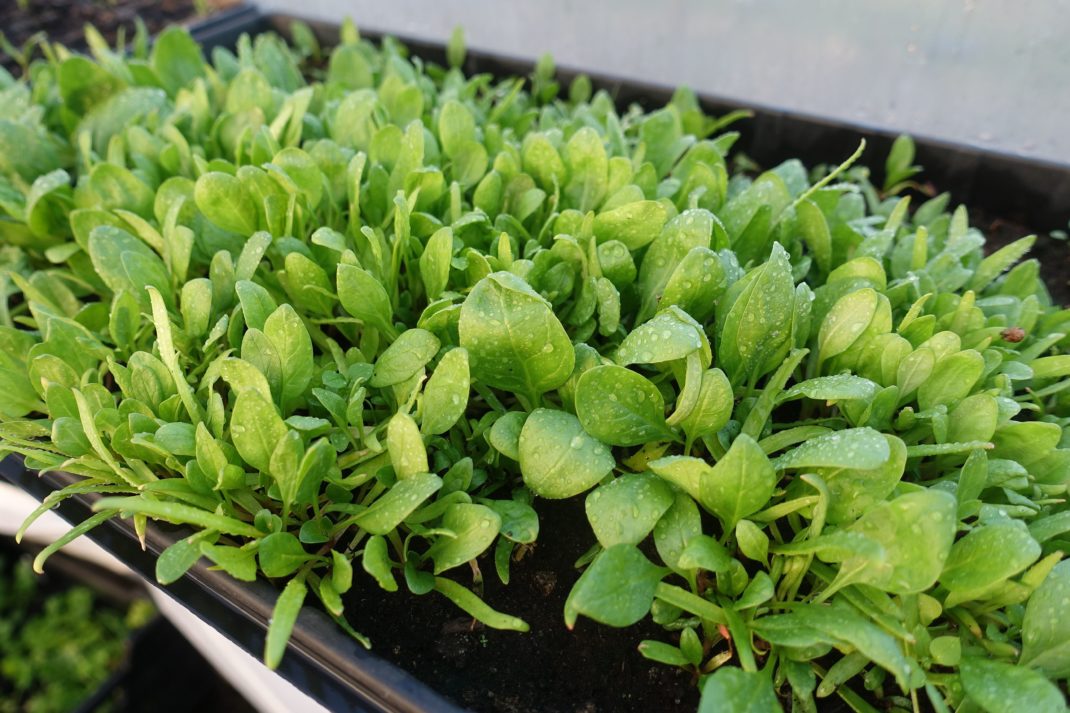 A shallow trough filled with winter spinach. 