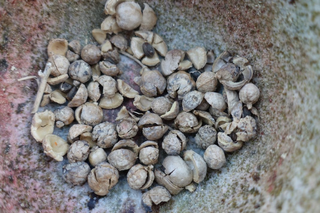 How to Growing sea kale at home Sara's Kitchen Garden