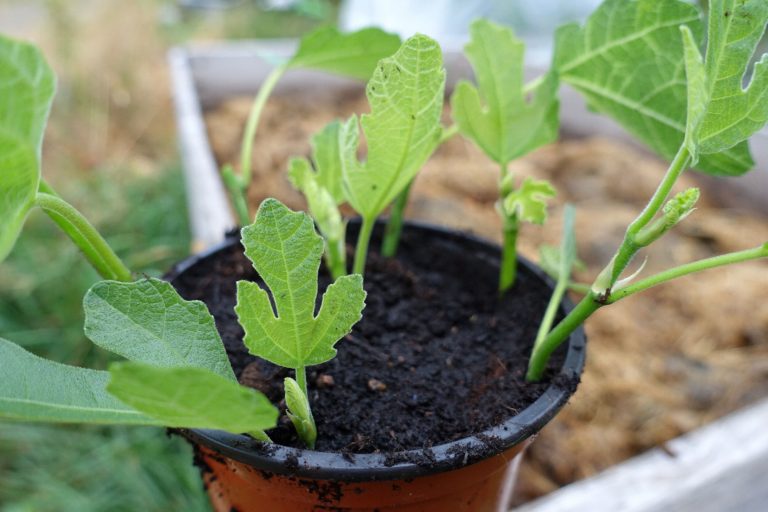 How to propagate figs