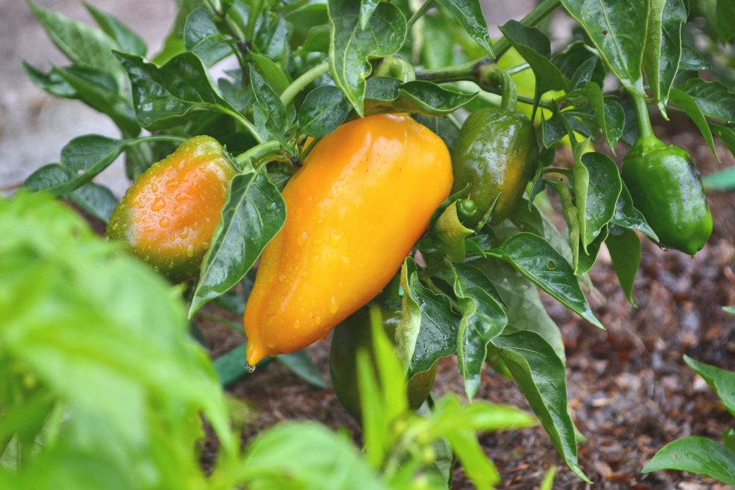 En liten planta med orange paprika.