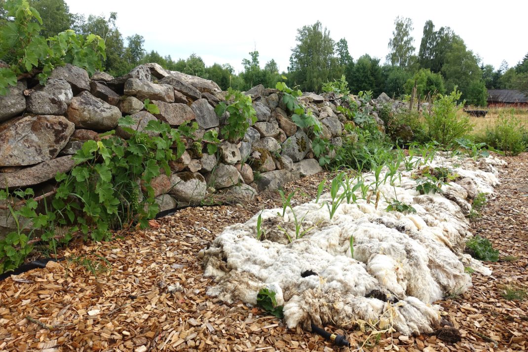 En stenmur med en lång odlingsbädd täckt med ull nedanför. Edge your beds, a bed covered in wool.
