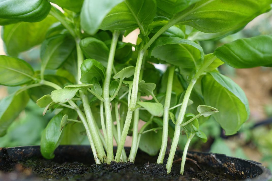 Grow spices at home, basil in a window.