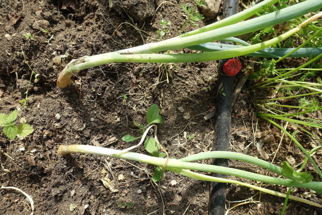 Harvest onion: Slouching leaves.