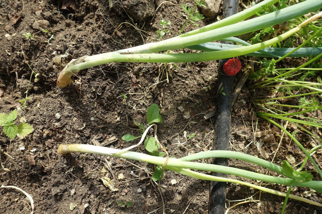 Harvest onion: Slouching leaves. 