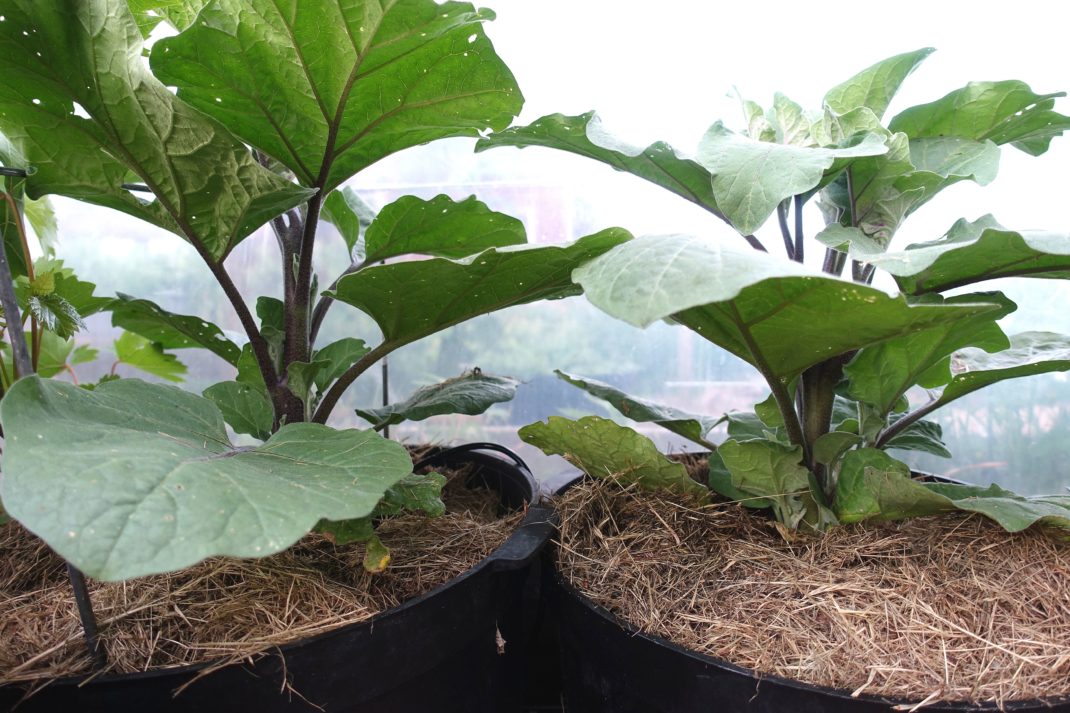 Bokashi in pots, two large plants. 