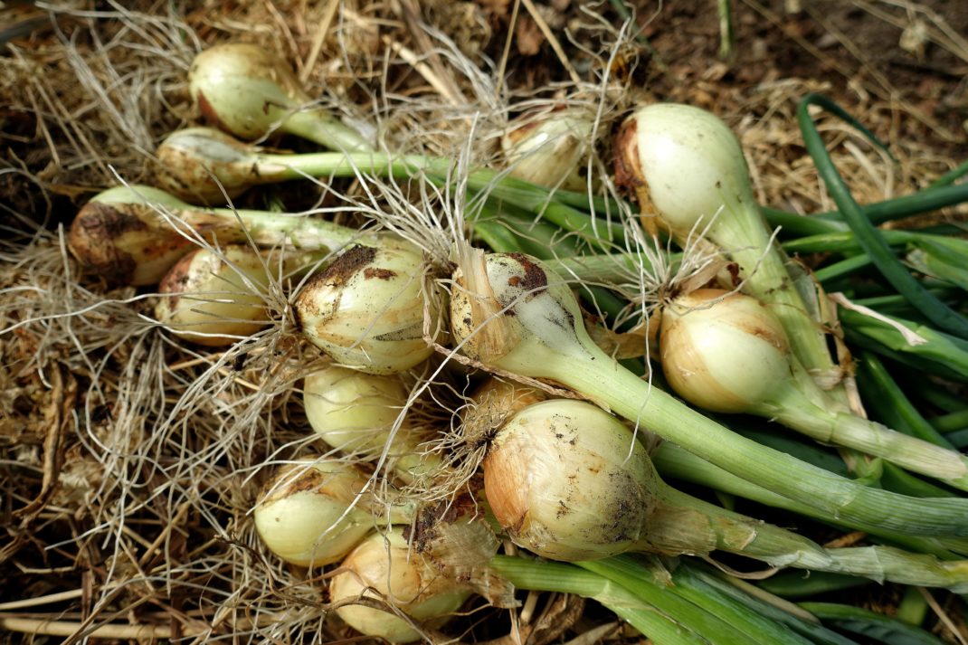 Harvest onion, yellow onions in a cluster