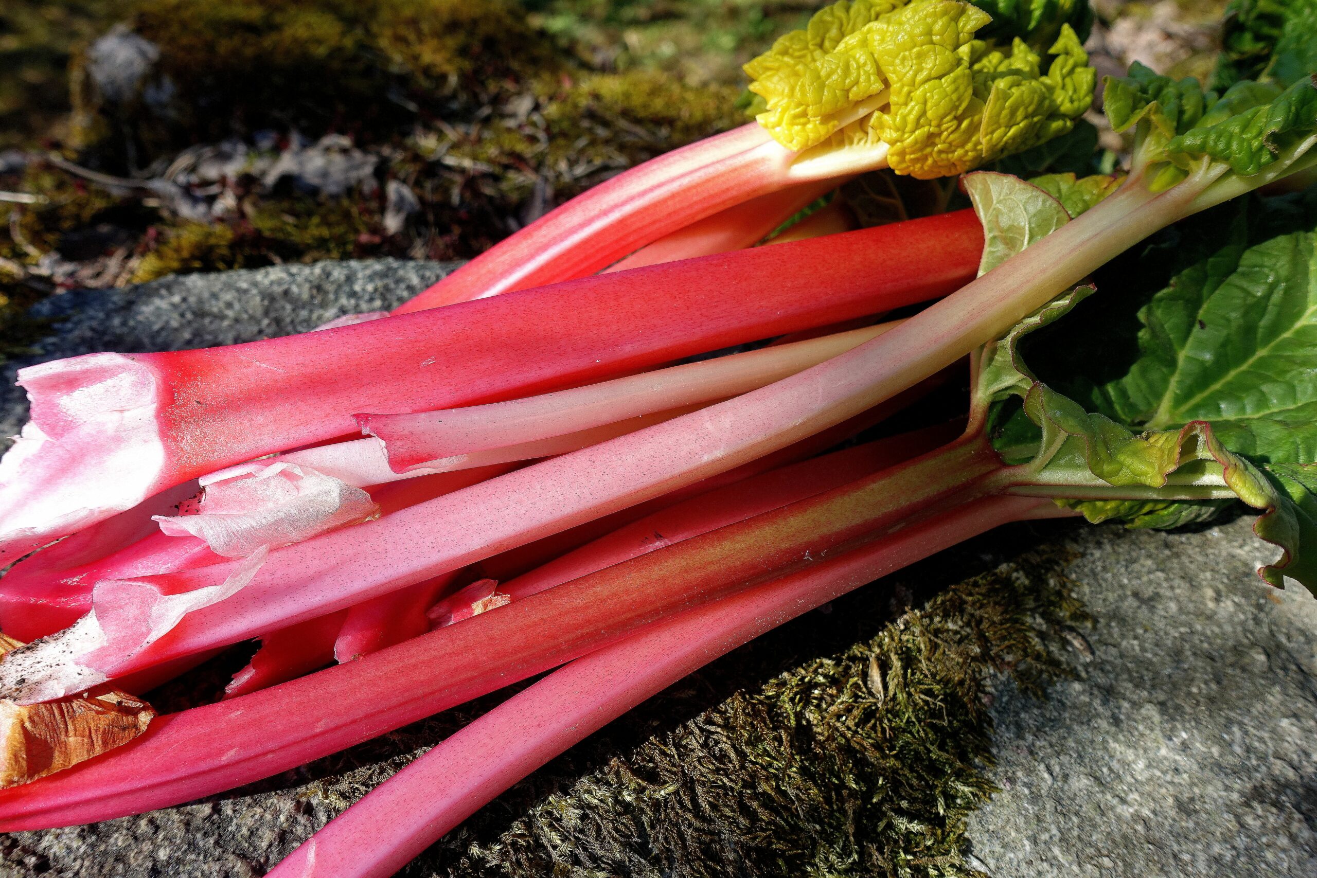 Gardening for Beginners: Peeling Rhubarb – Sara's Kitchen Garden