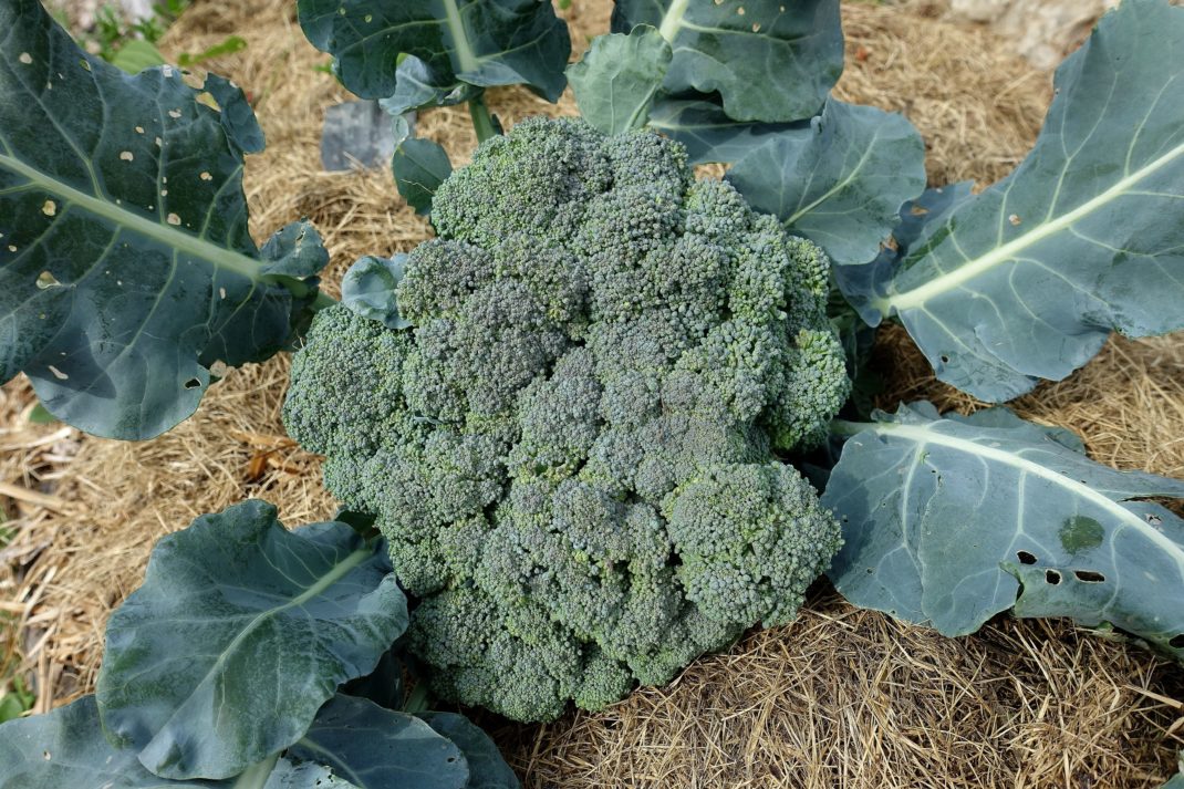 Ett stort grönt och tätt toppskott av broccoli ligger på torkat gräs. Favorite vegetables, large broccoli head on grass. 