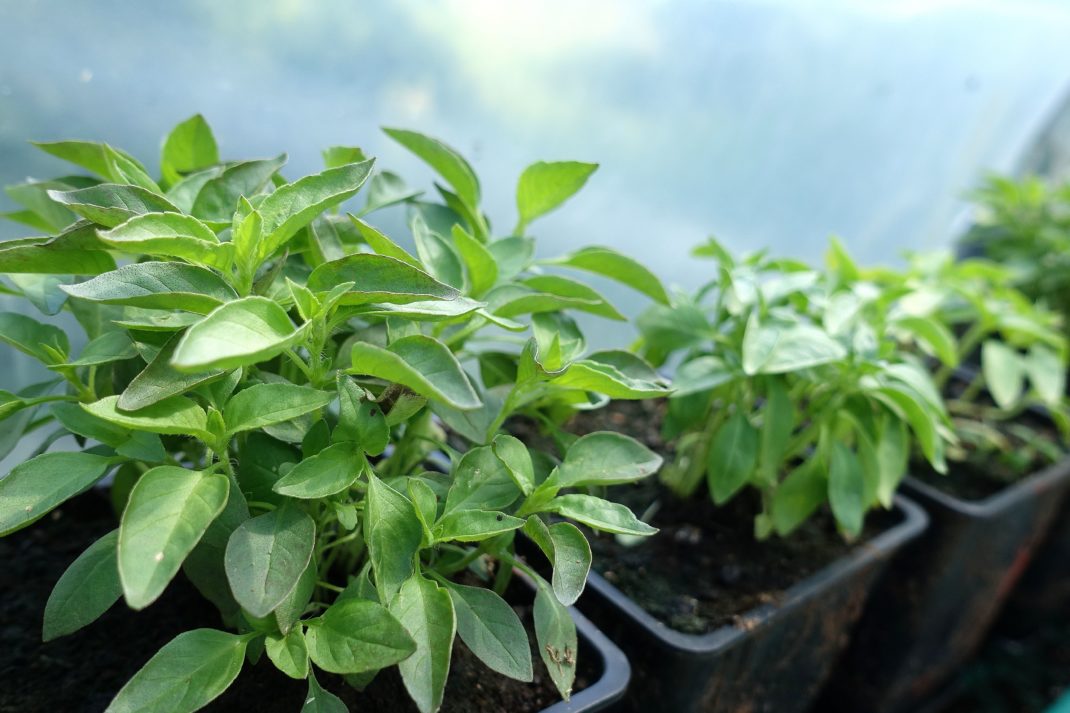 Gröna plantor i svarta krukor på rad.