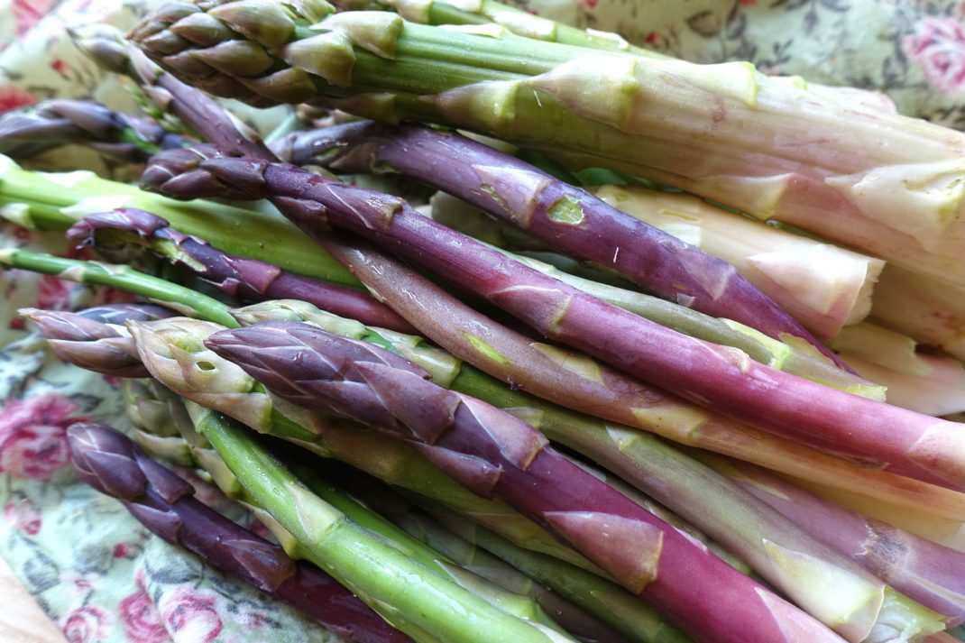 Ett knippe sparris i olika färger. Favorite vegetables: asparagus in different colors.