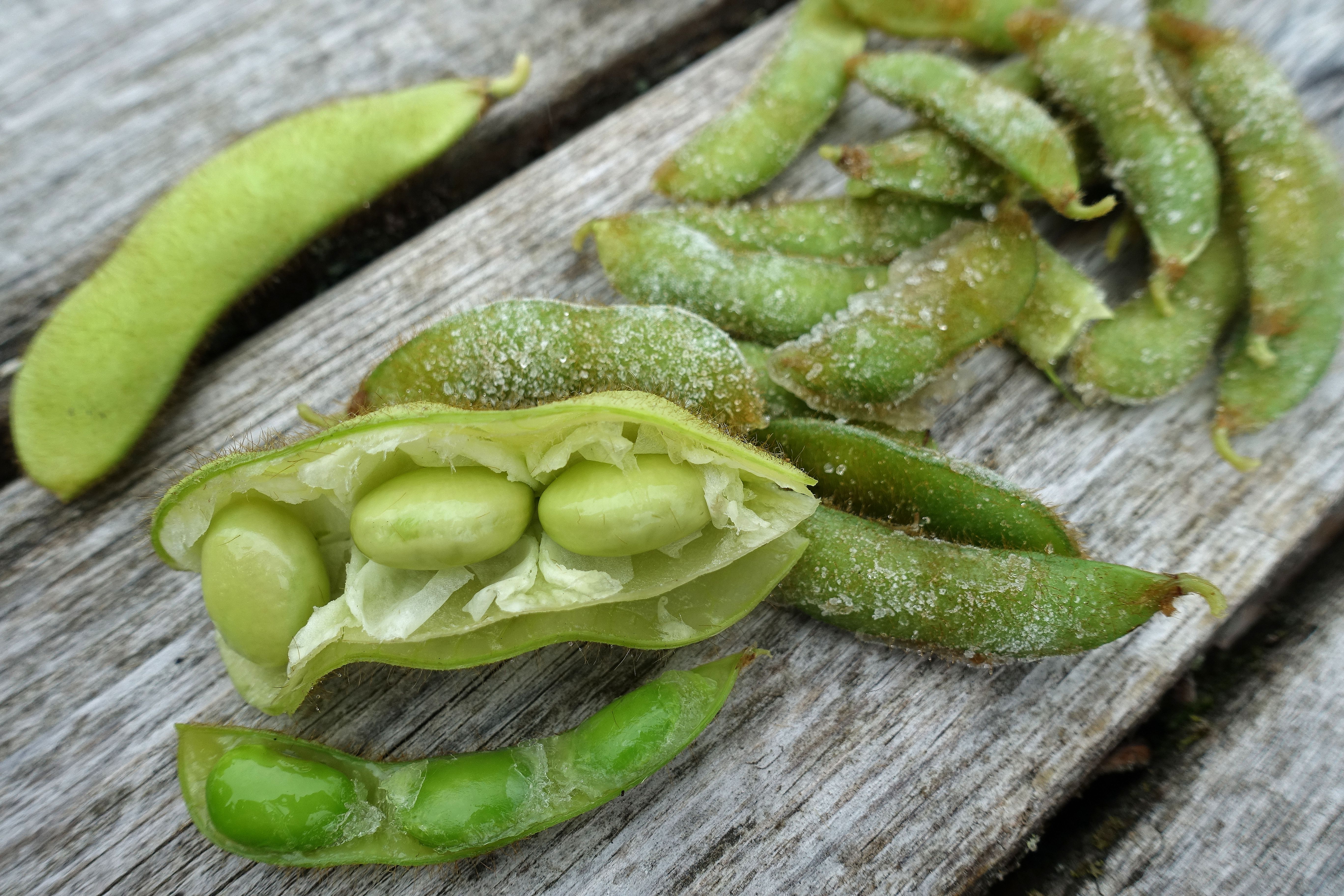 How To Grow Midori Giant Soybean Sara S Kitchen Garden