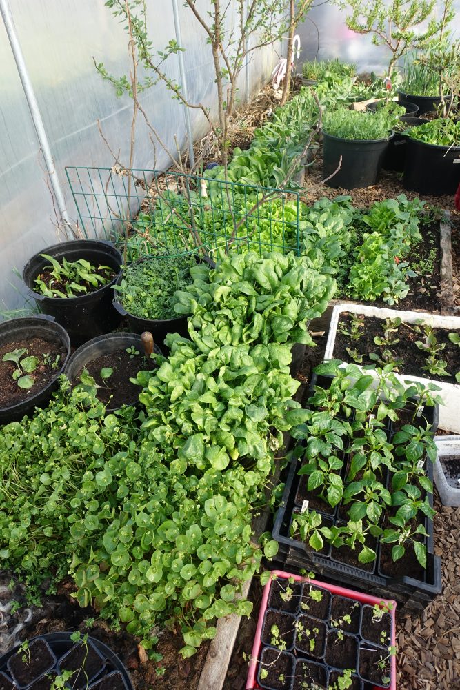 Growing Leafy Greens in Winter Sara's Kitchen Garden