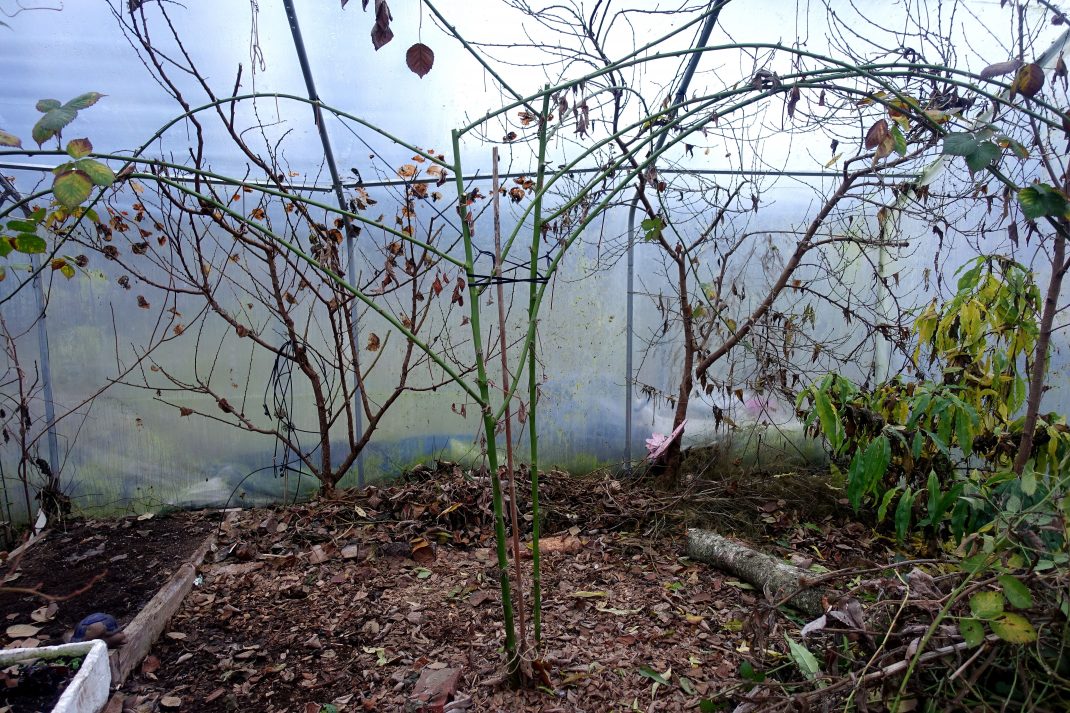En trist bild på en planta med några grenar.