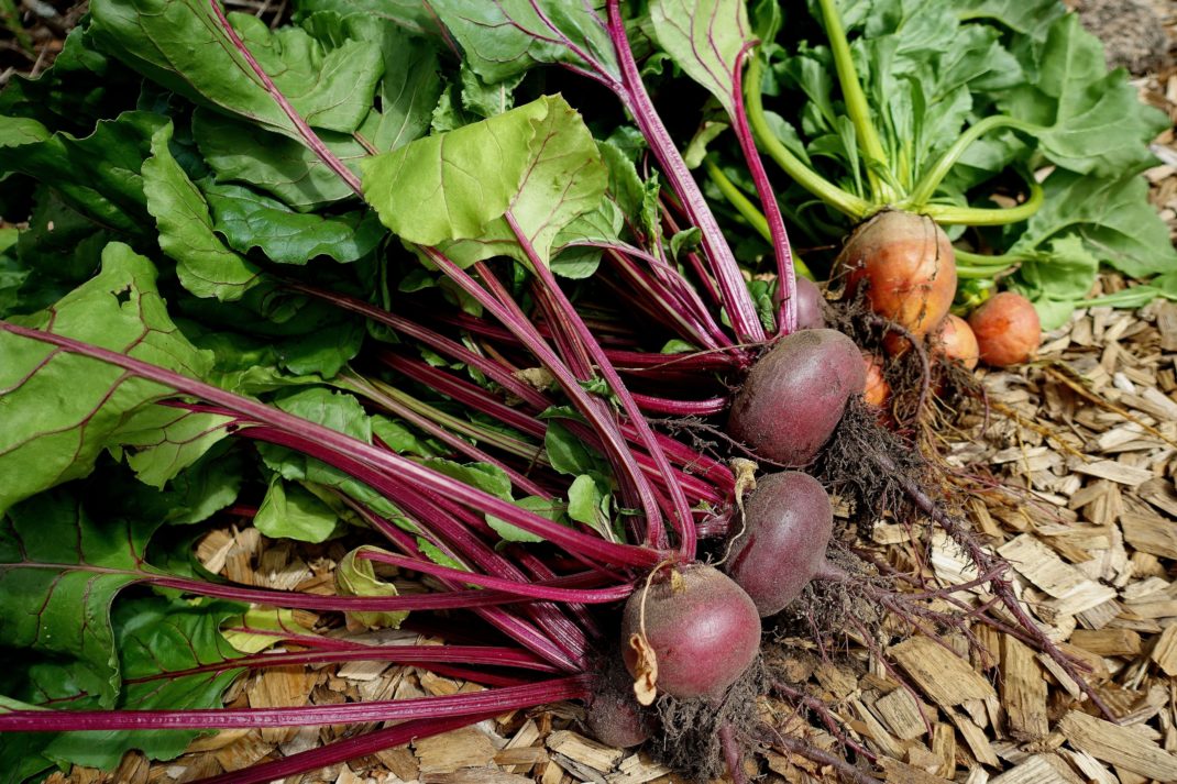 More about beets: Late harvest of beetroot leaves.