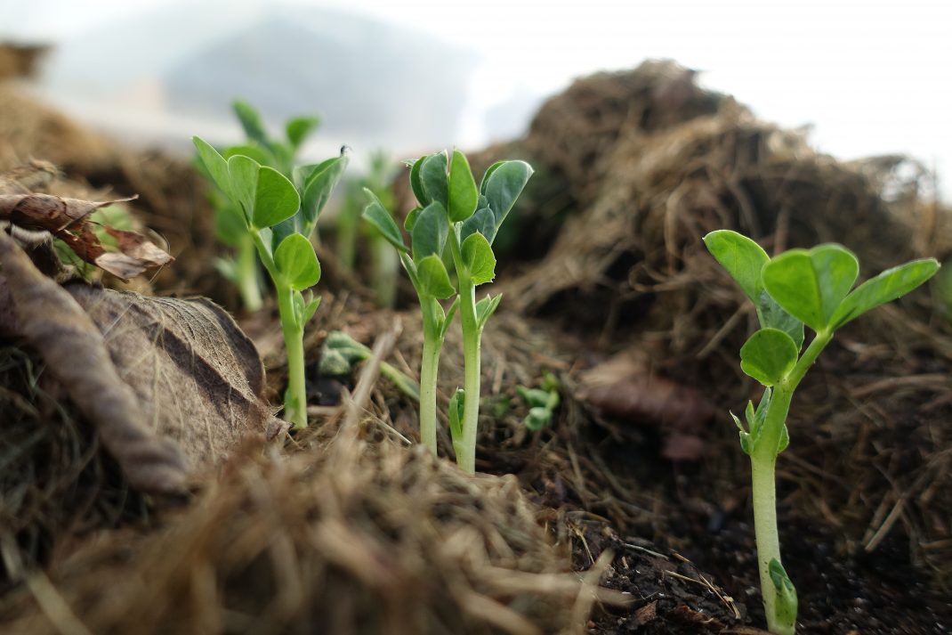 Snow peas growing from the ground. 