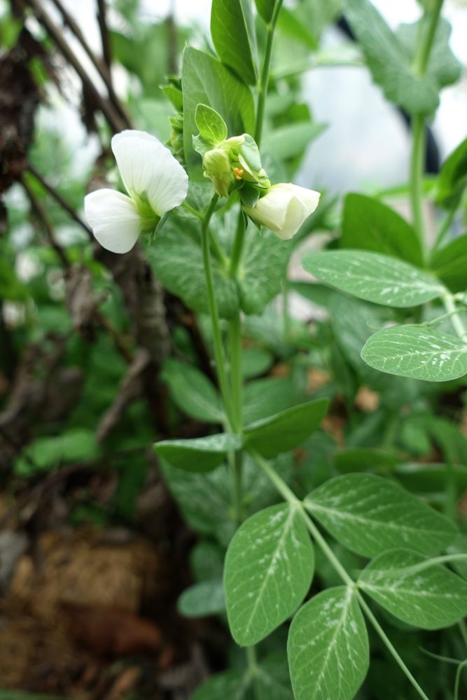 Pea plants with flowers.