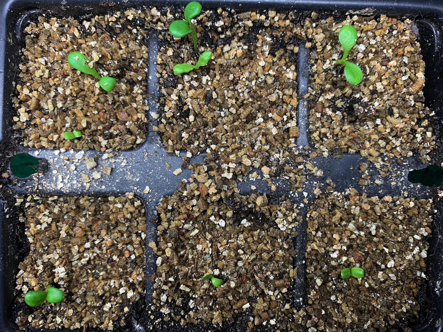 How To Use Vermiculite In The Garden Sara's Kitchen Garden