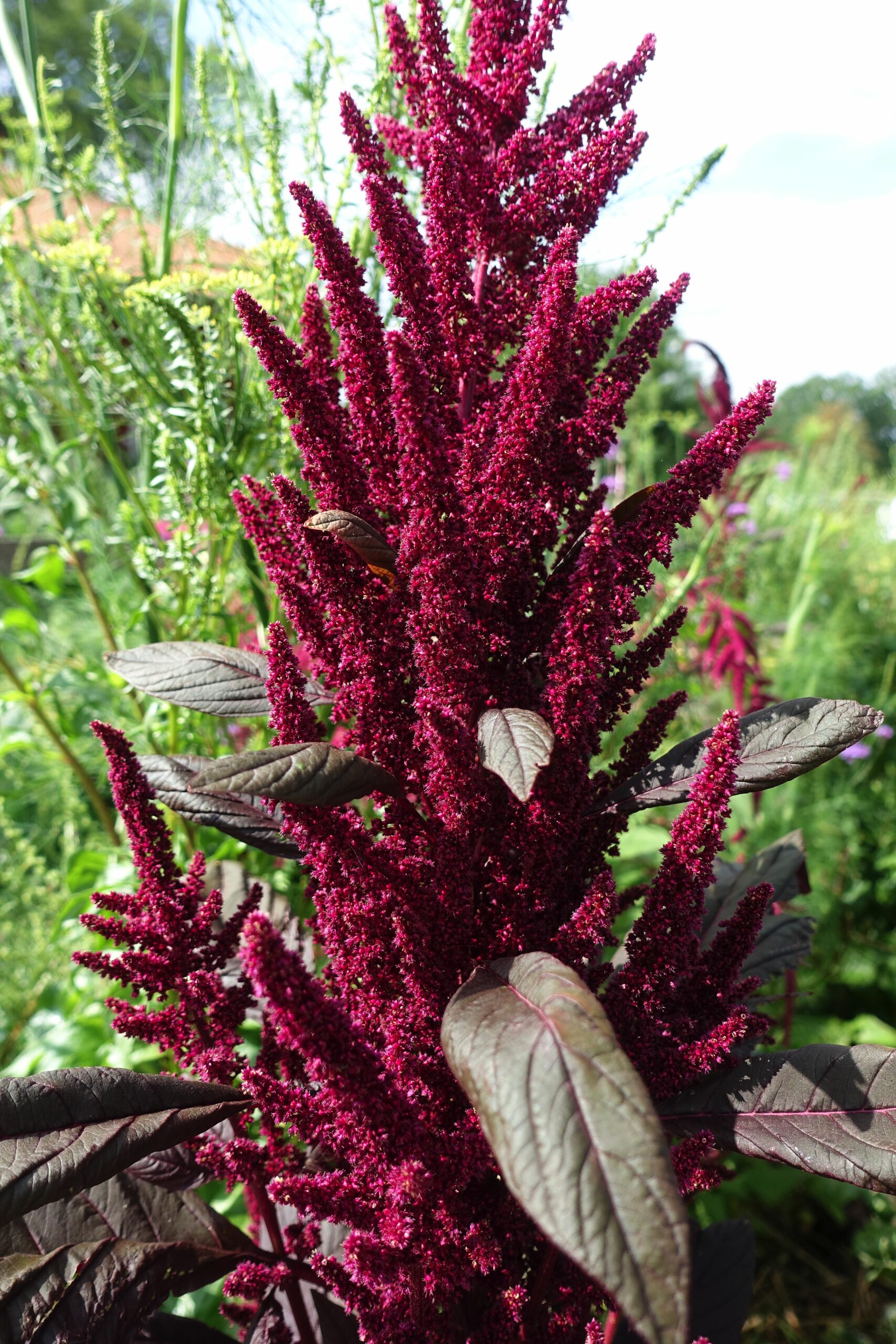 My Beautiful Red Amaranth Sara's Kitchen Garden