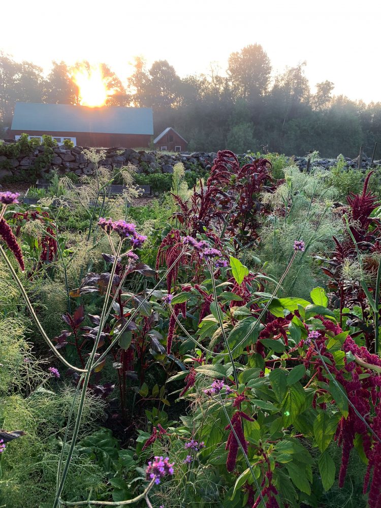 Companion planting in the raised bed garden.