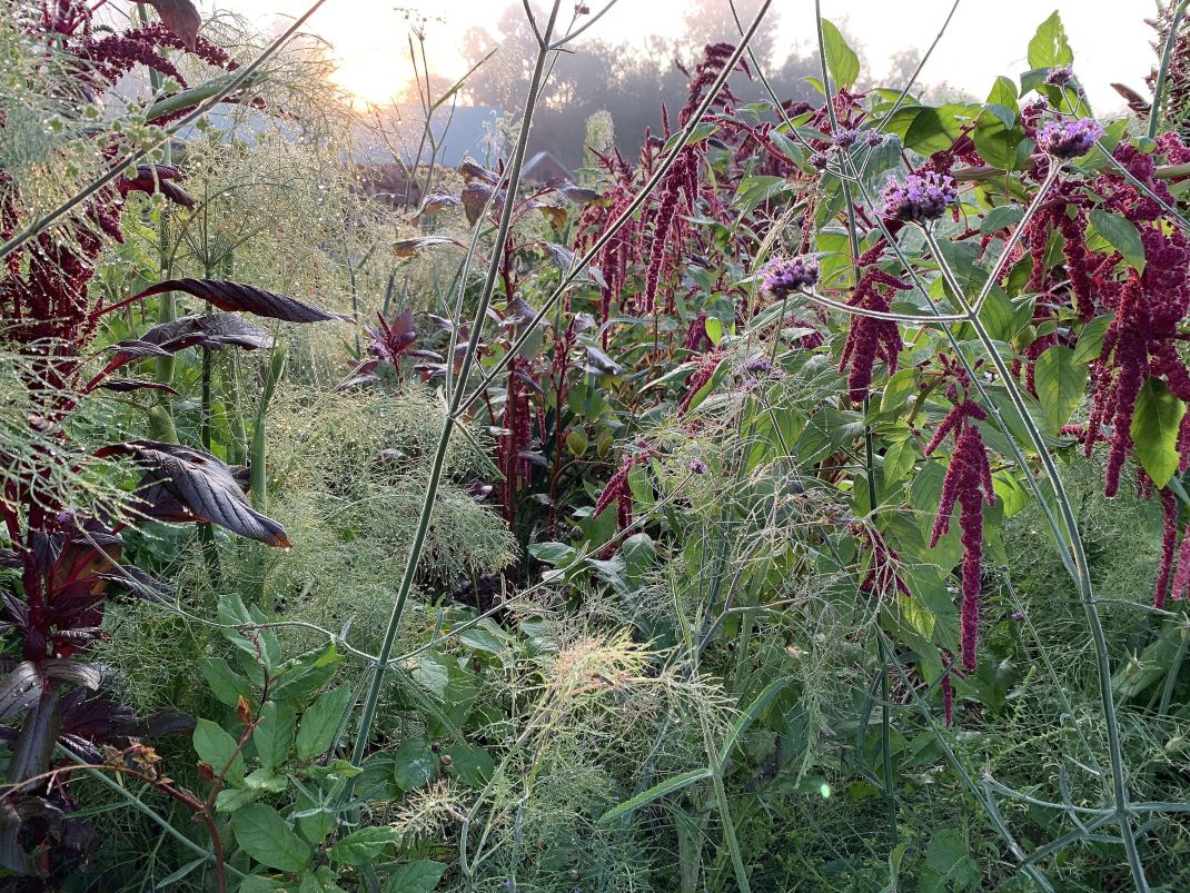 Close-up of red and green plants.