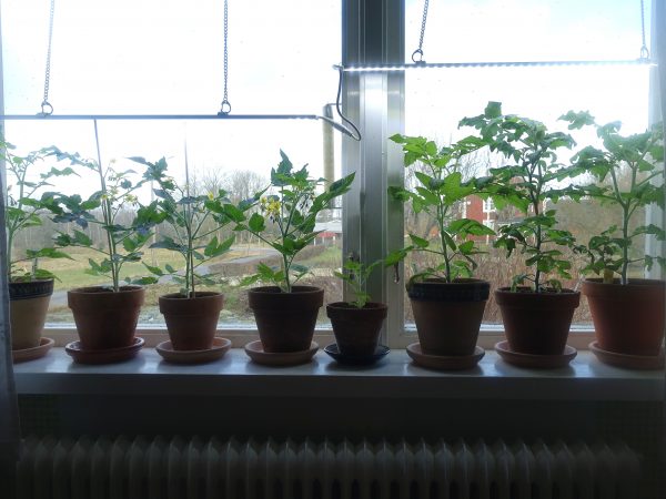 Ett fönster med flera lerkrukor med små tomatplantor.