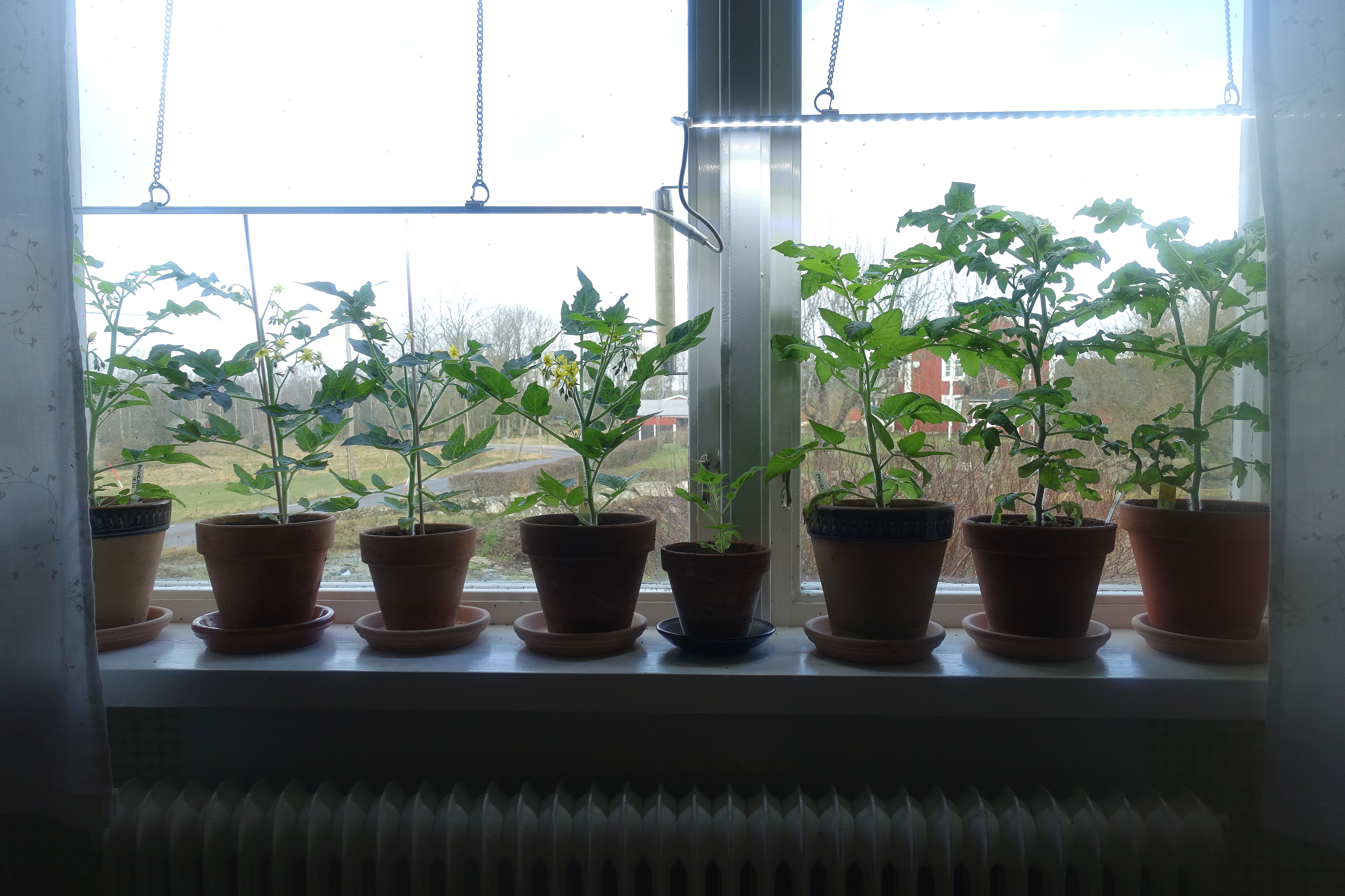 grow light windowsill