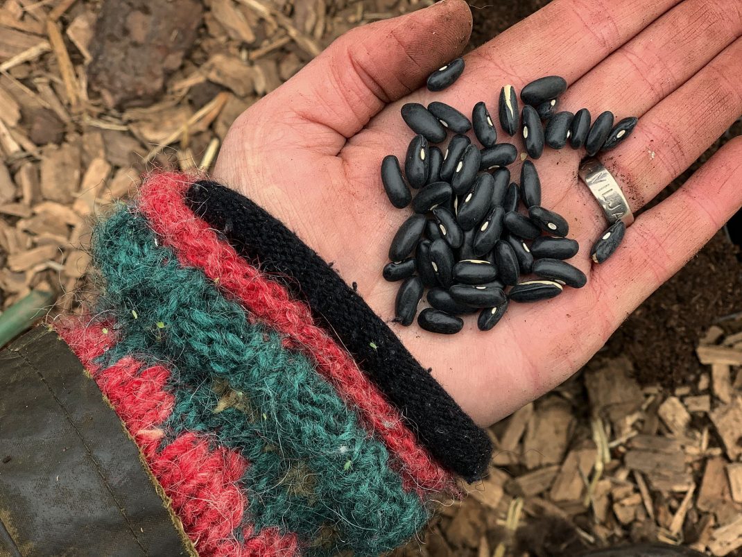 Grow string beans early, a hand holding a bean.