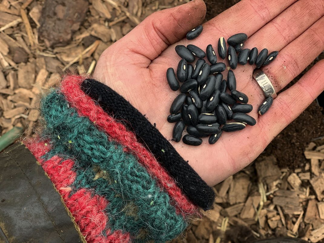 Grow string beans early, a hand holding a bean. 