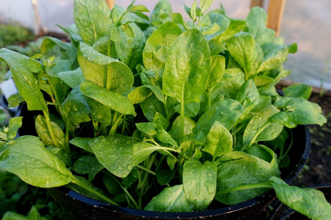 Grow in January, a pot filled with spinach leaves.