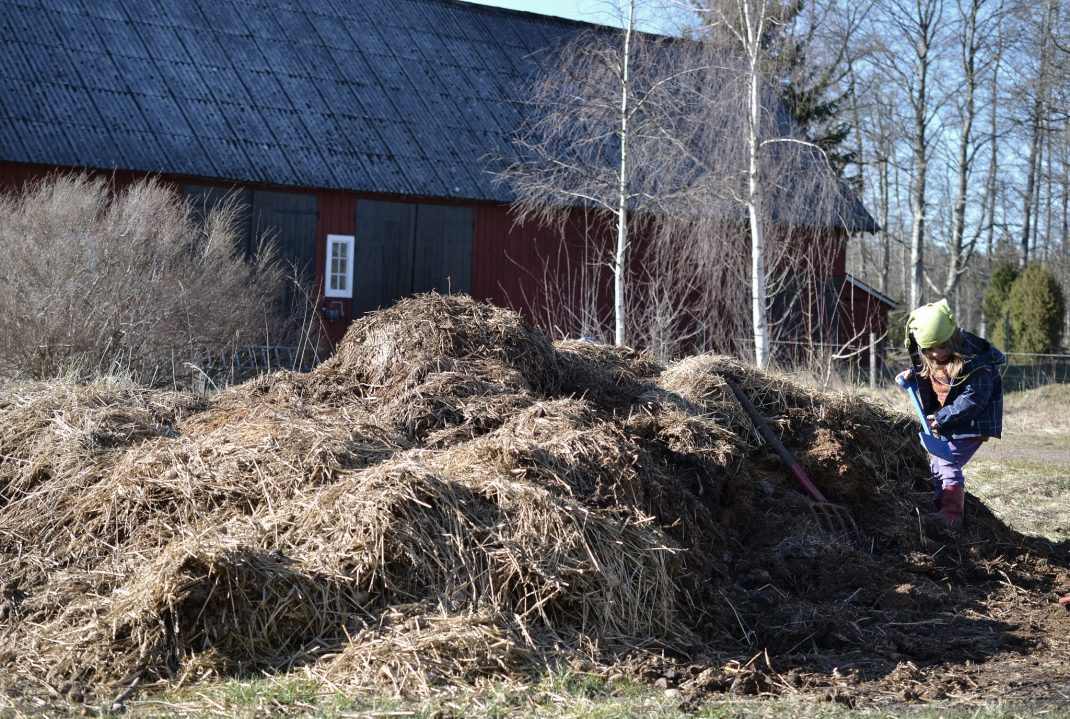 En stor gödselhög och ett litet barn som gräver i den.