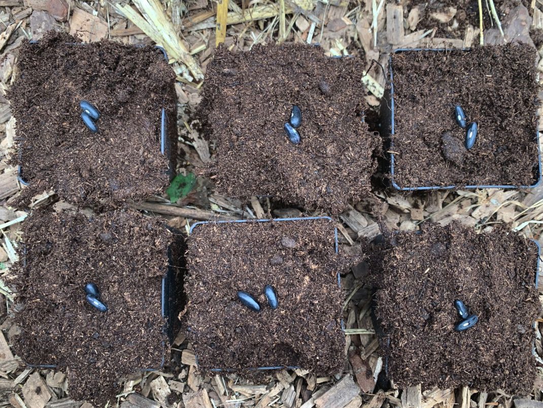 Growing string beans in six pots.