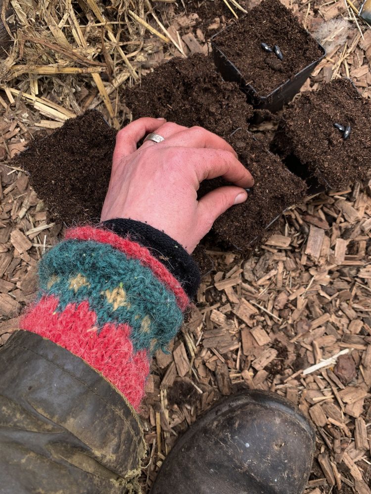 A hand putting string beans in pots. 