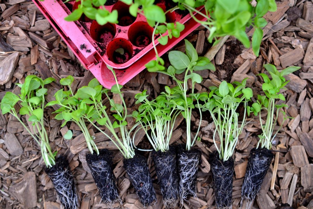 Grow basil in a plug tray, basil plants on the ground. 